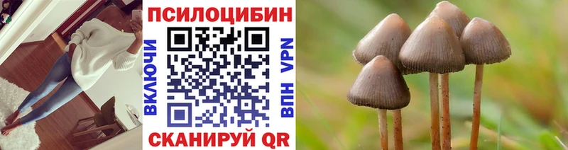 как найти закладки Новосиль Псилоцибиновые грибы Psilocybe